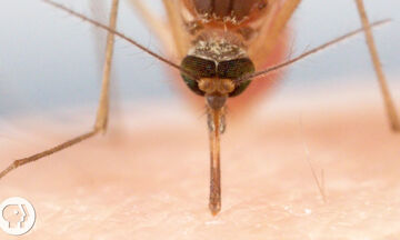 Πώς τσιμπάνε τα κουνούπια; Απίστευτο βίντεο δείχνει σε κοντινό πλάνο πώς