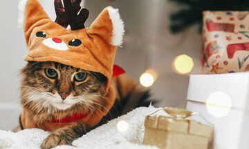 Γάτες «τραγουδούν» χριστουγεννιάτικα και γίνονται viral