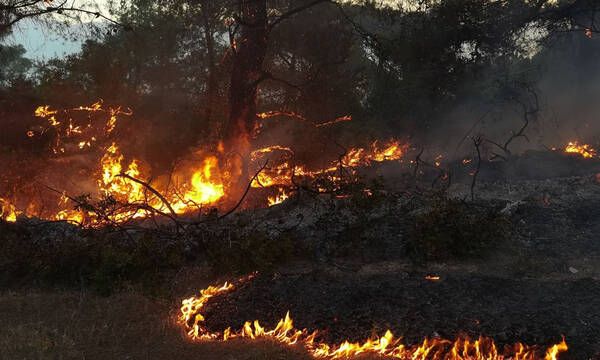Φωτιά στην Κορινθία: Καίγεται παρθένο δάσος – Εκκενώθηκαν 6 οικισμοί και δύο μονές
