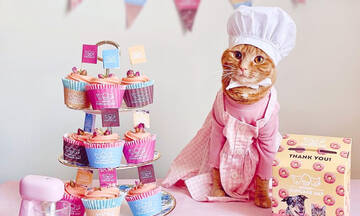 Honey - Η γάτα που της αρέσει να φτιάχνει κέικ και να ποζάρει