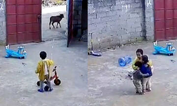 Ένα 6χρονο αγόρι προστατεύει τις μικρές του αδελφές από τις αγελάδες (vid)