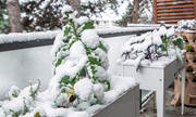 Tips για μαμάδες: Πώς να προστατεύσετε τα φυτά στο μπαλκόνι από το χιόνι και τον παγετό 