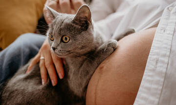 Μπορούν οι γάτες να αισθανθούν την πρώιμη εγκυμοσύνη;