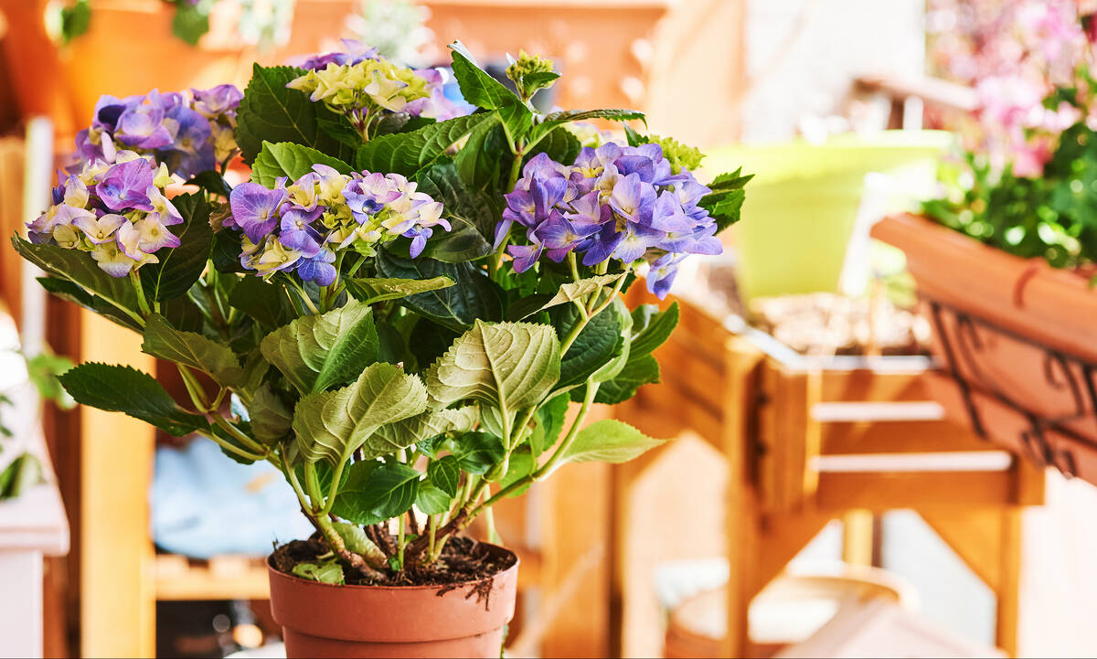 Τα έξι πιο ανθεκτικά φυτά για το μπαλκόνι σας το καλοκαίρι